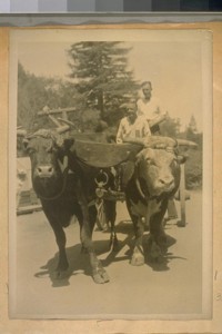 Ox Team used at Rio Nido - Sonoma Co., Calif. in 1915