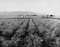 Mrs. McCleod's Prune Orchard, Stevens Creek Boulevard; c. 1900