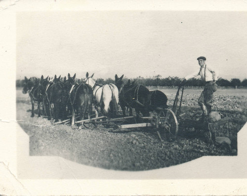 William Howard with mule team, Orange County, CA