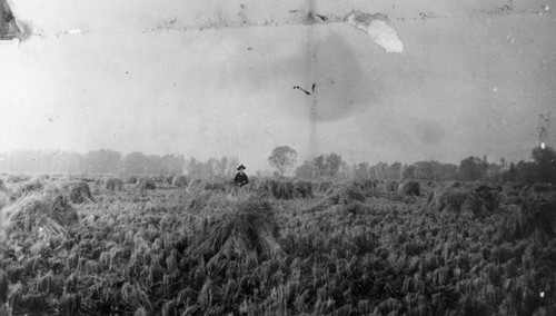 Woman in rice field