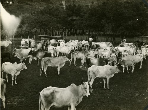 716. Jamaica: herd of cattle