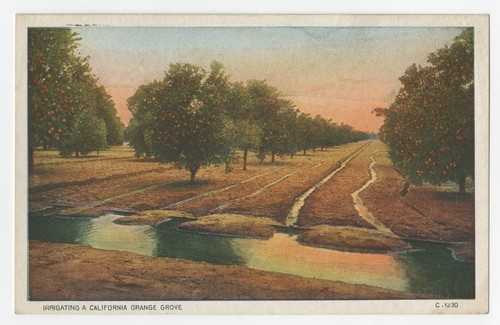 Irrigating a California Orange Grove