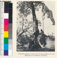 Grinnell gathers in the last of the grizzlies for the Museum of Vertebrate Zoology