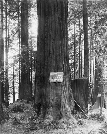 "Aladdin Temple" tree, Henry Cowell Redwoods State Park