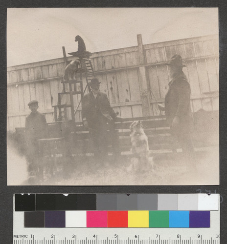 1906. Camp Ingleside. [Man training dogs.]