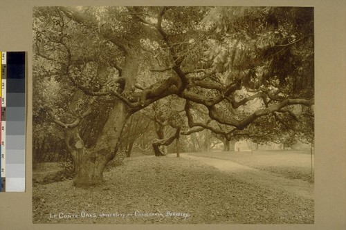 Le Conte Oaks, University of California, Berkeley