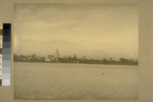 Wild Ducks in Lake Merritt