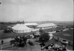 Three large tents of the Petaluma Dairy Cattle Show, about 1915