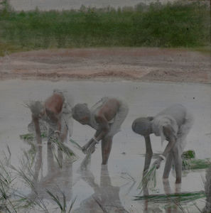 Rice seedlings are transplanted in fields covered with water