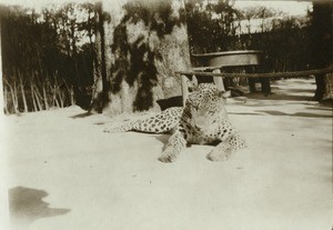 Leopard killed with a gun