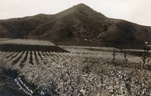 Postcard of prune orchards at Morgan Hill, California
