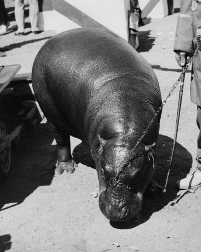 Clyde Beatty Circus hippo
