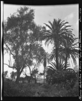 Palm and olive trees at the San Diego Mission, San Diego, 1921