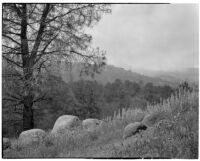 Mountain view with wild flowers and trees, Tehachapi Mountains, 1924-1925