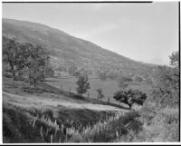 Mountain view with wild flowers and trees, Tehachapi Mountains, 1924-1925