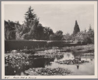 Lily pond, hedges, and trees