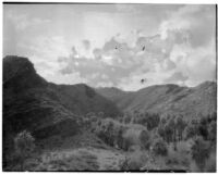 Desert palm oasis, Palm Canyon, Agua Caliente Indian Reservation, 1925