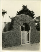 Salt Bush hedge fence and archway with wooden gate, Oceanside, Calif