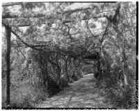 La Mortola botanical garden, view down a walkway enclosed by a pergola supporting Wisteria sinensis, Ventimiglia, Italy, 1929