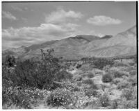 Chaparral growing near mountains in the desert, Coachella Valley, 1935