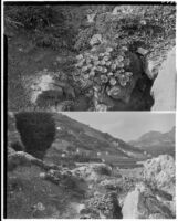 La Mortola botanical garden, two views of flowers growing on a rocky hillside, Ventimiglia, Italy, 1929