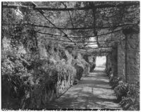 La Mortola botanical garden, view down a walkway enclosed by a pergola supporting Wisteria sinensis, Ventimiglia, Italy, 1929