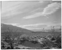 Desert shrubs and mountains, Death Valley, 1927