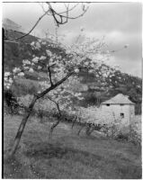 Cherry blossom trees in bloom on a hillside, Italy, 1929