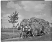 Man leading a horse and wagon piled high with hay down a road adjacent to a flat field, Europe, 1929