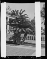 Sago palms (cycas revoluta) at the estate of Henry E. Huntington (later Huntington Botanical Gardens), San Marino, 1915