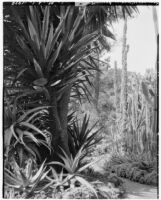 La Mortola botanical garden, view of a path winding through cactus and haworthia plants, Ventimiglia, Italy, 1929