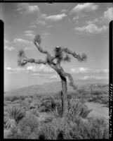 Dancing Joshua tree, near Twentynine Palms, 1930