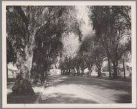 Street lined with pepper trees