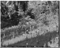 La Mortola botanical garden, view of Japanese maples, blue marguerites and tulips growing on a hillside, Ventimiglia, Italy, 1929