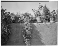 W. R. Dunsmore residence, potted plants on terrace wall, Los Angeles, circa 1930