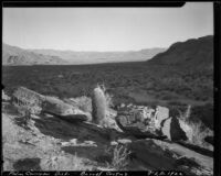 Barrel cactus on a slope above the palm oasis, Palm Canyon, Agua Caliente Indian Reservation, 1920