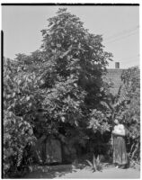 Avila Adobe, view of patio with Christine Sterling and fig tree, Olvera Street, Los Angeles, 1934