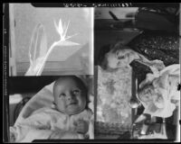 Three photographs: baby Rosita Dee Cornell alone; baby Rosita Cornell with her grandmother, Maude Cornell; a bird of paradise plant, California, 1931