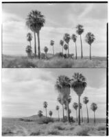 Two views of palms growing in the desert, Twentynine Palms, 1928