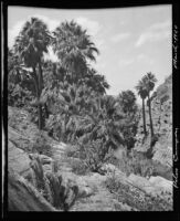 Desert palm oasis, Palm Canyon, Agua Caliente Indian Reservation, 1924