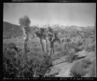 Yucca brevifolia, Antelope Valley