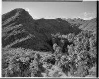 Mountains and a desert palm oasis, Palm Canyon, Agua Caliente Indian Reservation, 1936