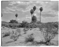 Desert view with palms and shrubs, Twentynine Palms, 1930