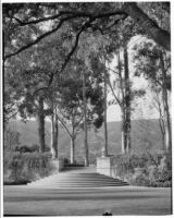 George Owen Knapp residence, stairs ascending to fountain framed by eucalyptus trees with mountains in background, Montecito, 1931