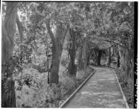 Huntington Botanical Gardens, walkway, San Marino, 1932