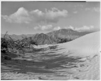 Chaparral growing in the desert nest to a sand dune, Coachella Valley, 1935