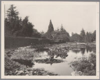 Lily pond, hedges, and trees