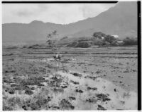 Farmer plowing with horse and long-horned cow, Hawaii, 1928