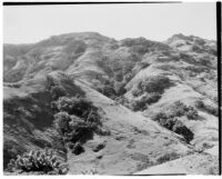 Hills with trees and cactus, Channel Islands, 1934