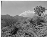 Chaparral growing on a desert hillside, Coachella Valley, 1935